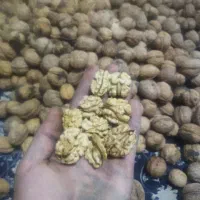گردو لالو