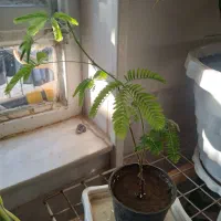 گل های خانگی|گل و گیاه طبیعی|میبد, |دیوار