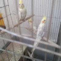 عروس هلندی وقفه بزرگ مخصوص پرنده