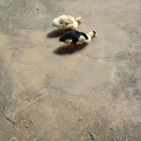 دوعدد اردک به فروش می رسد