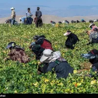کارگر برای چیدن لوبیا بیست هکتار