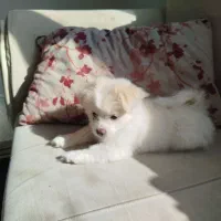 سگ پامر اشپیتز|سگ|صدرا-فارس, فاز ۱|دیوار