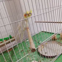 پنج عددعروس هلندی باقفس