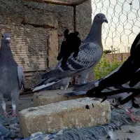 جوجه المانی