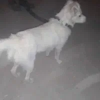 سگ معاوضه