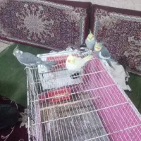 عروس هلندی