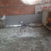 کفتر ۱۴۰|حیوانات|قدس, شهر‌قدس|دیوار