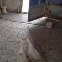 اردک