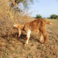 بز.|حیوانات مزرعه|حمیدیه, |دیوار