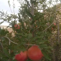 باغ|فروش زمین و ملک کلنگی|سبزوار, خسروجرد|دیوار