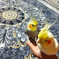 عروس هلندی مولد لوتینو
