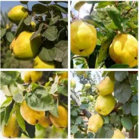 نهال های با کیفیت و اصلاح شده|خدمات باغبانی و درختکاری|ایلام, |دیوار