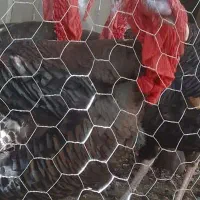 بقلمون نر و ماده