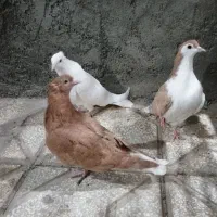 جوانه سده دمبی|پرنده|سبزوار, امیر کبیر|دیوار