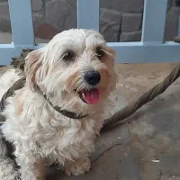 سگ تربیت شده نژاد مالتیز شیتزو بفروش میرسد|سگ|سیرجان, |دیوار