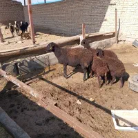 شیشک میش بره دار|حیوانات مزرعه|بشاریات, |دیوار