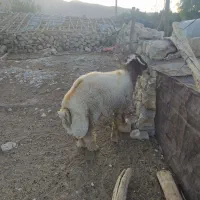 قوچ داشتی ۴ سال به شرط|حیوانات مزرعه|آبدانان, |دیوار