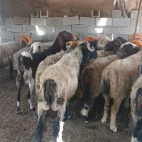 حیوانات مزرعه