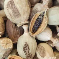 خاک شیره|خوردنی و آشامیدنی|محمدیه-قزوین, |دیوار