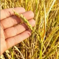 سوپر برنج عنبربو عطری شوشتر