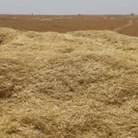 فروش کاه برای دام
