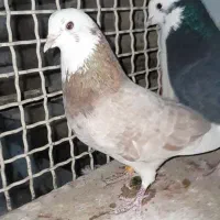 کفتر کبوتر ماده هما