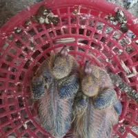 سینه ای سیاه|پرنده|دزفول, |دیوار