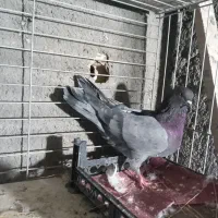 کبوتر|پرنده|اصفهان, عمان سامانی|دیوار