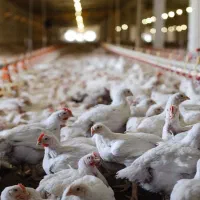 نیروی خانواده ومجرد جهت مرغداری درگلستان ومازندران