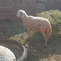 یک عدد میش