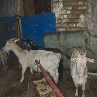 بز سانن|حیوانات مزرعه|انگوران, |دیوار