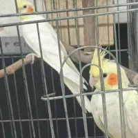عروس هلندی، جفت ، نر و ماده، جوجه