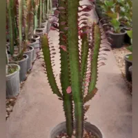 فروش افوربیا