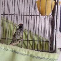 گلبسر جوجه قفس ۳ساله|پرنده|تهران, مشیریه|دیوار