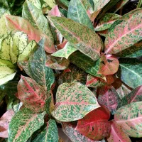 باباادم های ارزان قیمت|گل و گیاه طبیعی|کرمانشاه, |دیوار