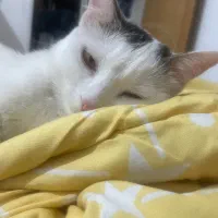 واگذاری دی اس اچ ماده|گربه|صدرا-فارس, فاز ۱|دیوار