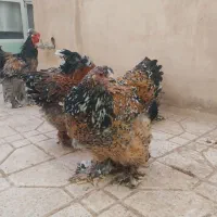 برهما