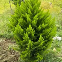 درخت کاج فروشی