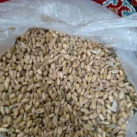 گندم خوش قیمت