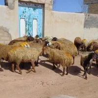 ۲۸ راس میش و گوسفند جوان با بره درشت پاییزه|حیوانات مزرعه|سنندج, |دیوار