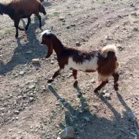 بزغاله عراقی اصل|حیوانات مزرعه|خواجه, |دیوار