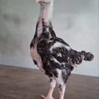 جوجه خروس لاری