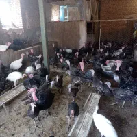 بوقلمون 5و6ماهه برنز اصل امریکا نژاد سنگین مقاوم|حیوانات مزرعه|فیروزه, |دیوار