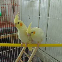 عروس هلندی لوتینو|پرنده|فولادشهر, زاینده رود|دیوار