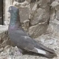 سرکه ای نر|پرنده|قزوین, |دیوار