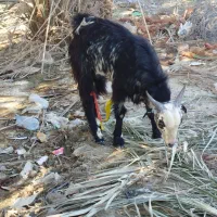 فروش بز پاچن|حیوانات مزرعه|ساربوک, |دیوار