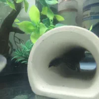 آکواریوم با لوازم و ماهی|ماهی|تهران, شهرک نفت|دیوار