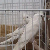 عروس هلندی آلبینو مولد و سلامت