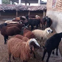 بره های پرواری جفتی ۲۶۰۰۰۰۰۰تومن|حیوانات مزرعه|خان ببین, |دیوار