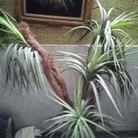 درختچه خارجی وفلزی درحد نو